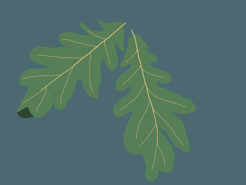 Oak leaves, Jasmine Schwartz bright, format definition, falling oak leaves HD wallpaper