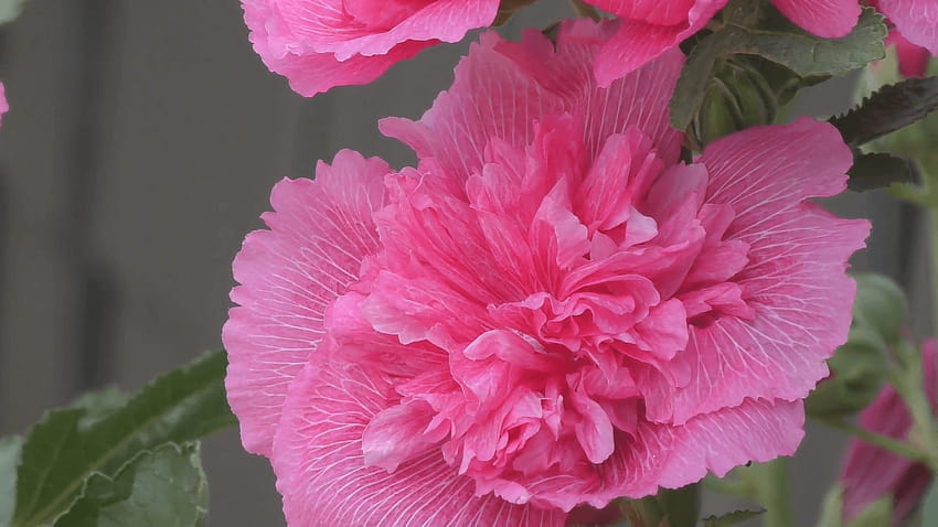 ดอกไม้ Malva สีชมพูบานสะพรั่งในสวนฤดูร้อน Stock, Malva สีชมพู วอลล์เปเปอร์ HD