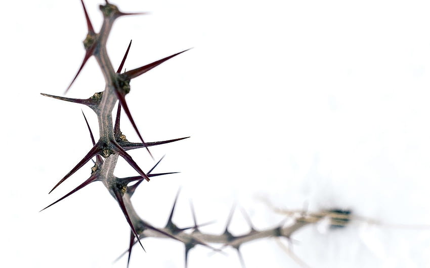 9 Thorn, jesus crown of thorns HD wallpaper