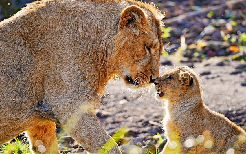 Animal graphy, mother lion and cub 1920x1200, mother animal HD wallpaper