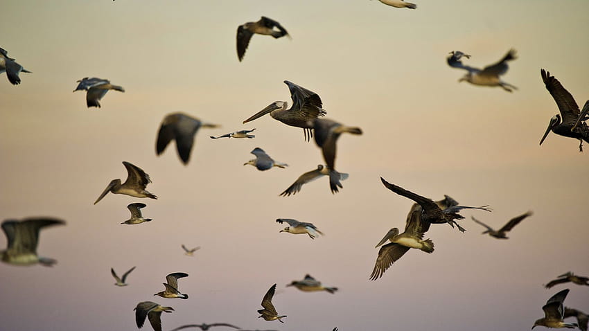 Der Vogelbericht des Staates Nordamerika wurde zum Gedenken an Zugvögel veröffentlicht HD-Hintergrundbild