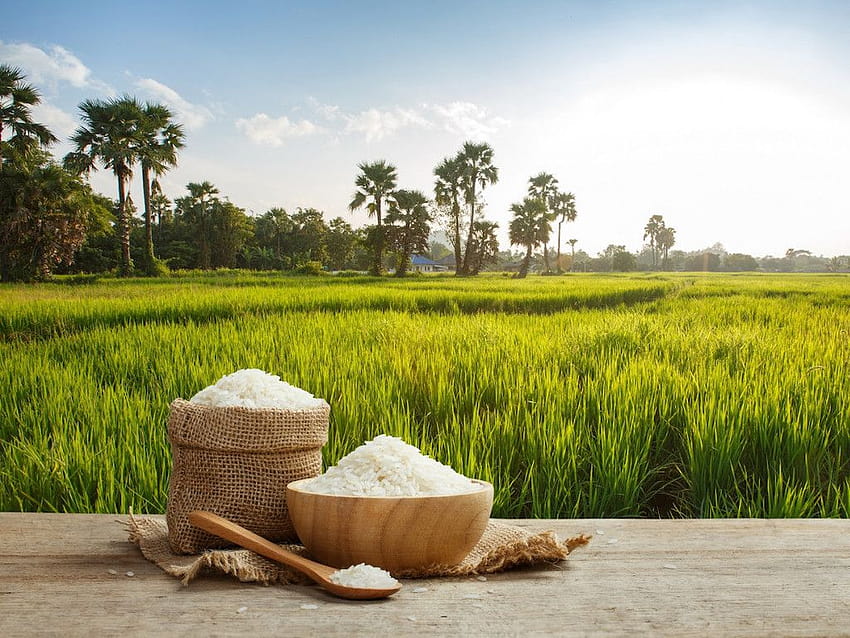 Global Rice Production Needs To Change To Help Fight The Climate Crisis, rice farm HD wallpaper