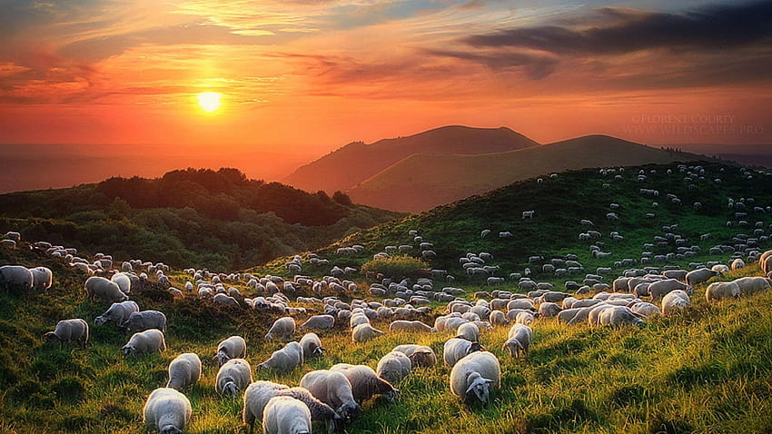 Schafe HD-Hintergrundbild