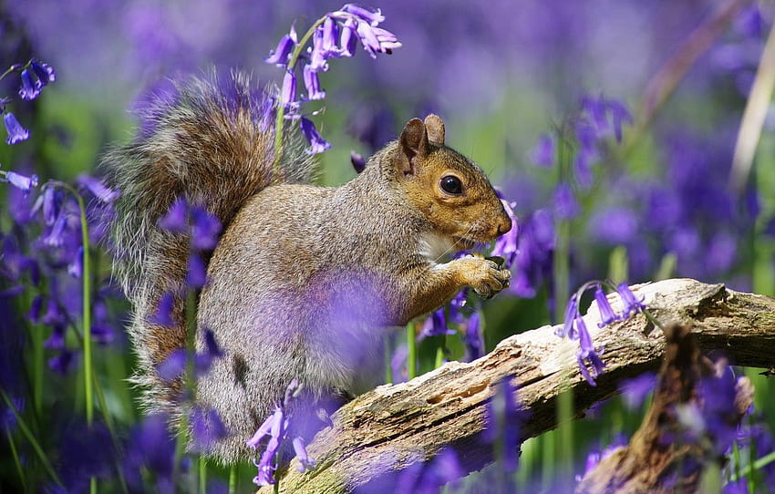 flowers, spring, protein, grey, bells, lilac , section животные, spring squirrels HD wallpaper