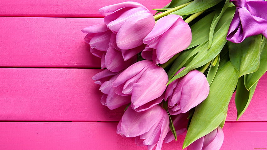 Pink tulips, flowers, tulips, tulips flowers HD wallpaper