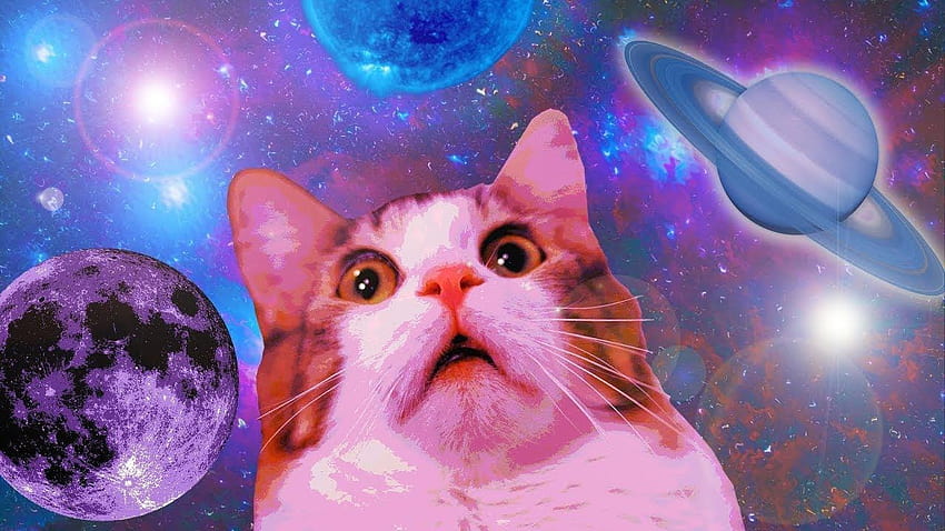 11 MENIT MEMES DANK CAT, meme cat Wallpaper HD