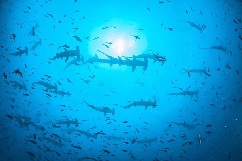 : ocean, school, sea, fish, water, shark, Ecuador, adrenaline HD wallpaper