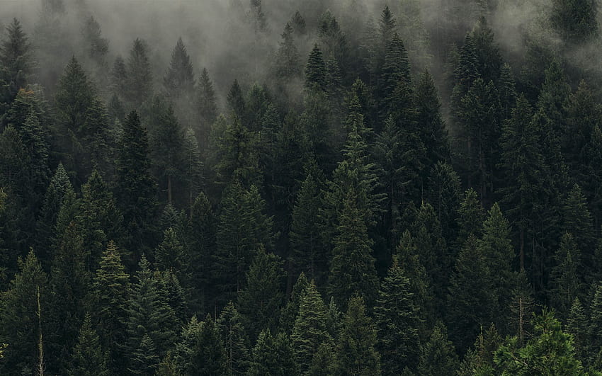aerial view of pine trees... MacBook Air HD wallpaper