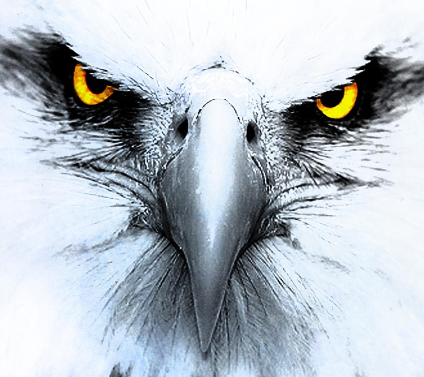 Eagle Eye, elang yang marah Wallpaper HD