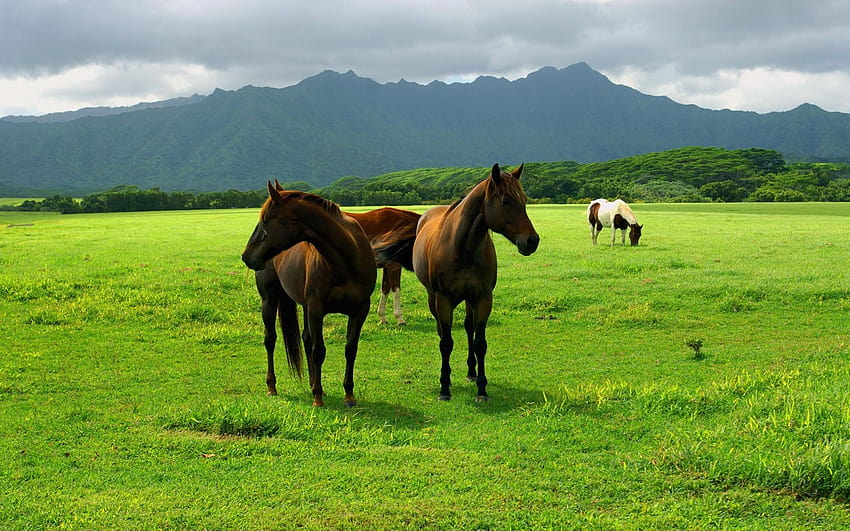 animals, pasture, field, meadow, grass, land, sky, Horses, Horses, out to pasture HD wallpaper