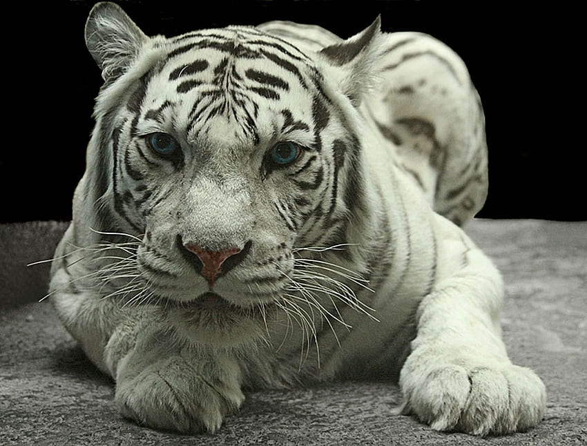 Lukisan Harimau Putih Marah, macan putih siliwangi papel de parede HD