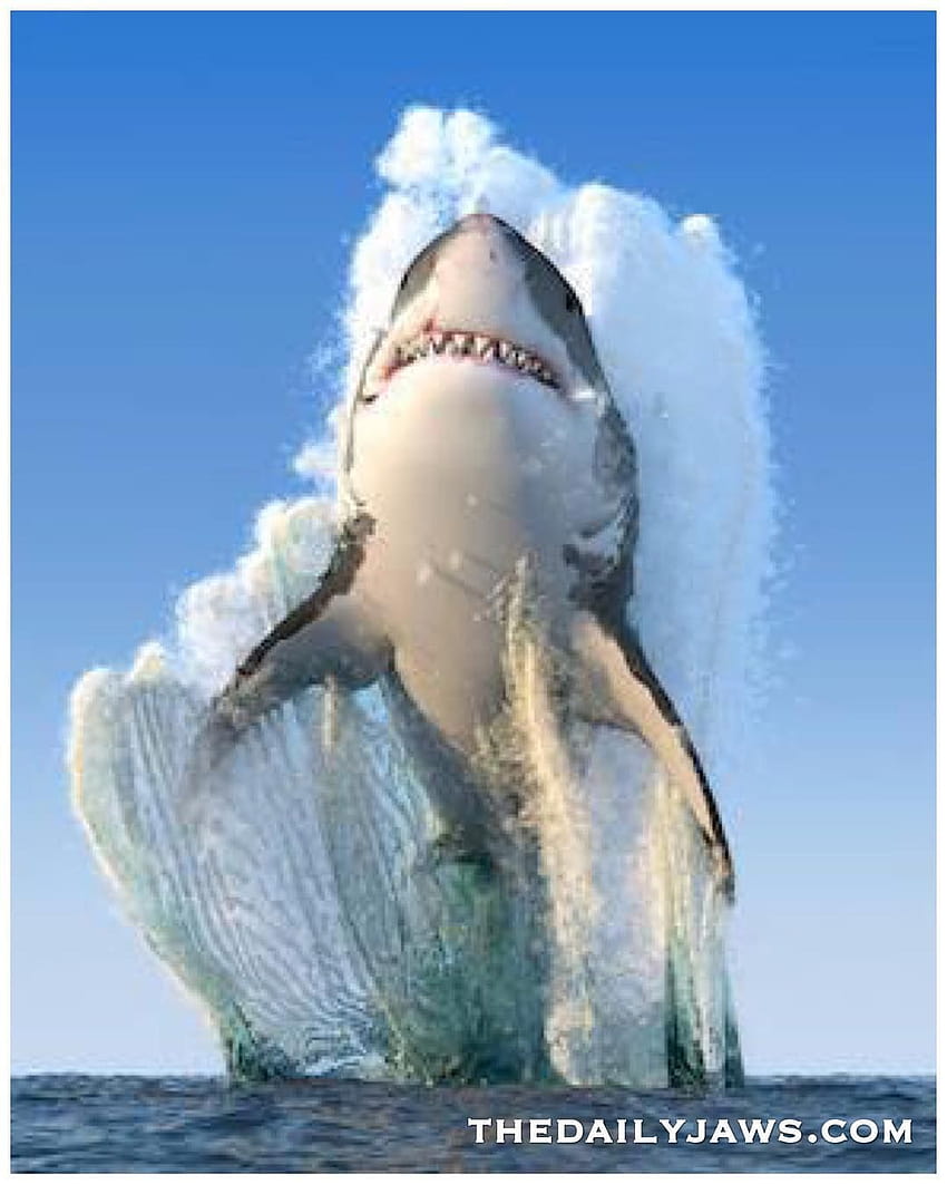 INCOMING, epic shark HD phone wallpaper