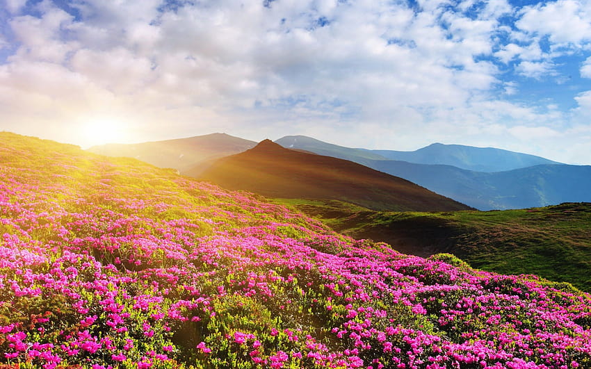 Rhododendron flowers, Mountain, Summer, Pink, Nature, summer in the mountains HD wallpaper