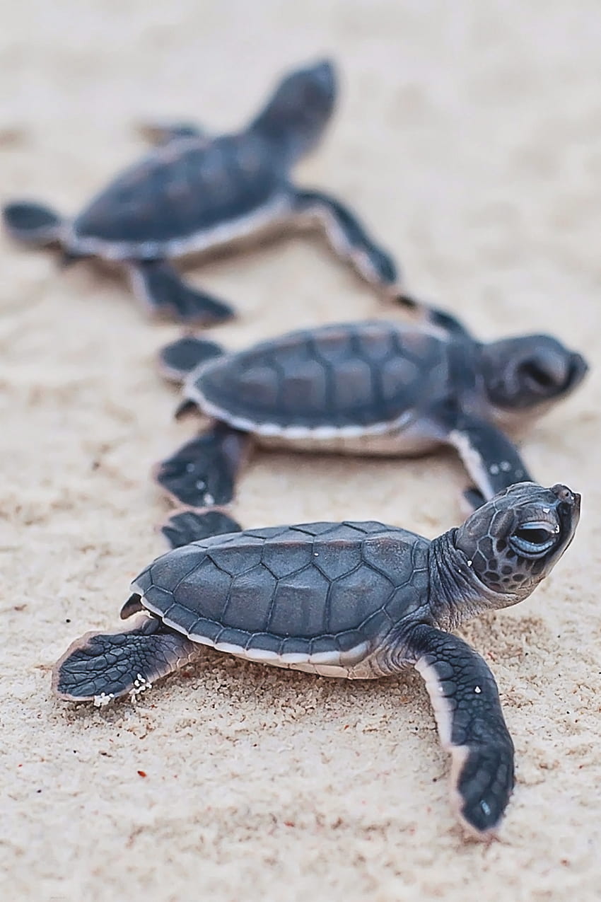 Estética bonito tartaruga marinha iphone, tartaruga marinha estética Papel de parede de celular HD