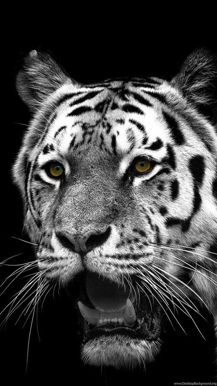 iPhone 6S Zwierząt/Biały Tygrys ID: 301455 Tła, amoled tygrysa Tapeta na telefon HD