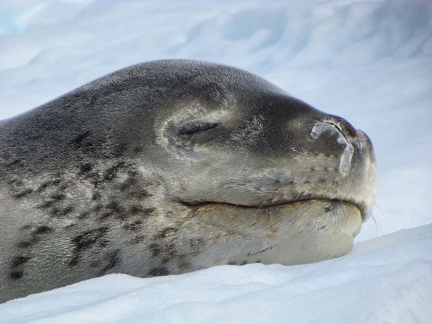How cute is this sleeping Leopard seal? HD wallpaper