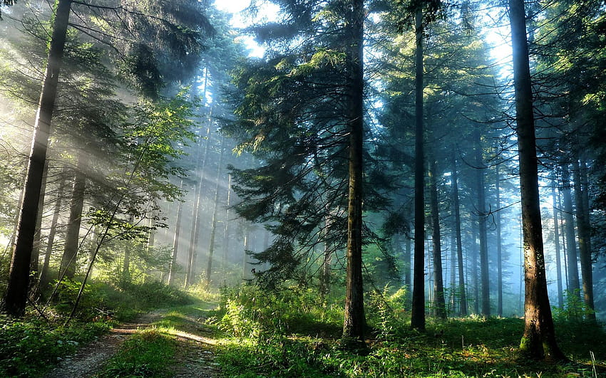 Kiefer, entspannender Wald HD-Hintergrundbild