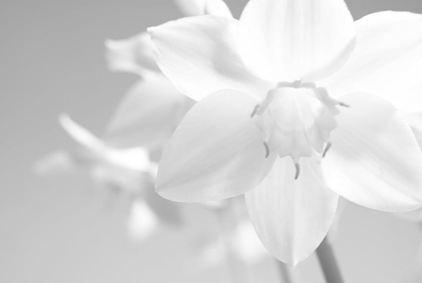 Amazon lily, amazon fresh HD wallpaper