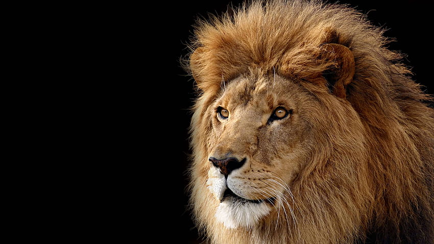 Full Lion, lion khalsa HD wallpaper | Pxfuel