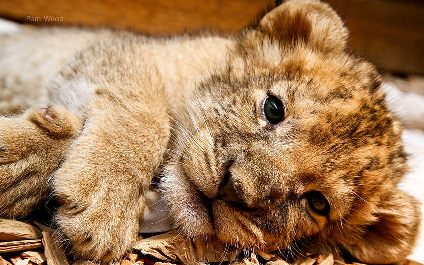 Backgrounds Cute Lion Cub HD wallpaper