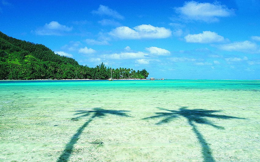 Zwei Palmen und türkisfarbener Meeresstrand HD-Hintergrundbild