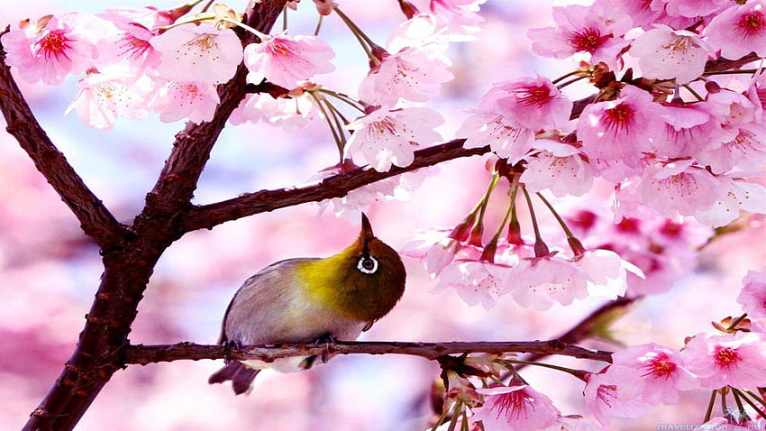 Spring Blooming in All of Its Glory, spring begins HD wallpaper