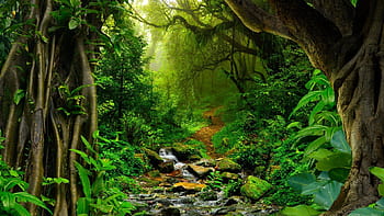 Awesome Sceneries Of Jungle Wallpapers Travelization 1920x1080PX ~ Rainforest  Wallpaper Hd #222807 | Animal wallpaper, Jungle wallpaper, Wildlife  wallpaper