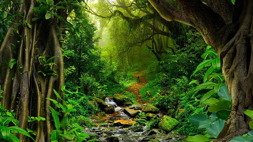 Green Forest | Forest wallpaper, Rainforest pictures, Beautiful forest