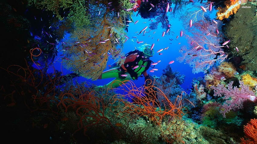 Scuba Diving High Resolution, Aquarium mit Taucher HD-Hintergrundbild
