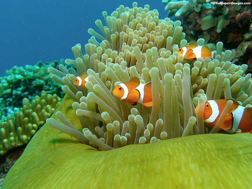 Clownfish HD wallpaper | Pxfuel