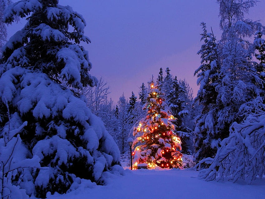 : пейзаж, нощ, природа, небе, сняг, зима, клон, лед, вечер, слана, коледно дърво, празник, коледни светлини, звънене, иглолистно дърво, вечнозелено, светлина, дърво, планина, 1600x1200 px, компютър , дървесно растение, Коледа украса, матирани коледни елхи HD тапет