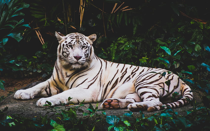 White tiger, predator, rare animals, Asia, forest, wildlife, tigers with resolution 3840x2400. High Quality HD wallpaper