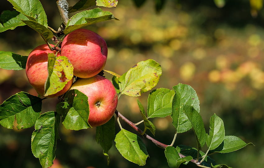 tree, apples, Nature, fruit , section природа, apples trees HD wallpaper