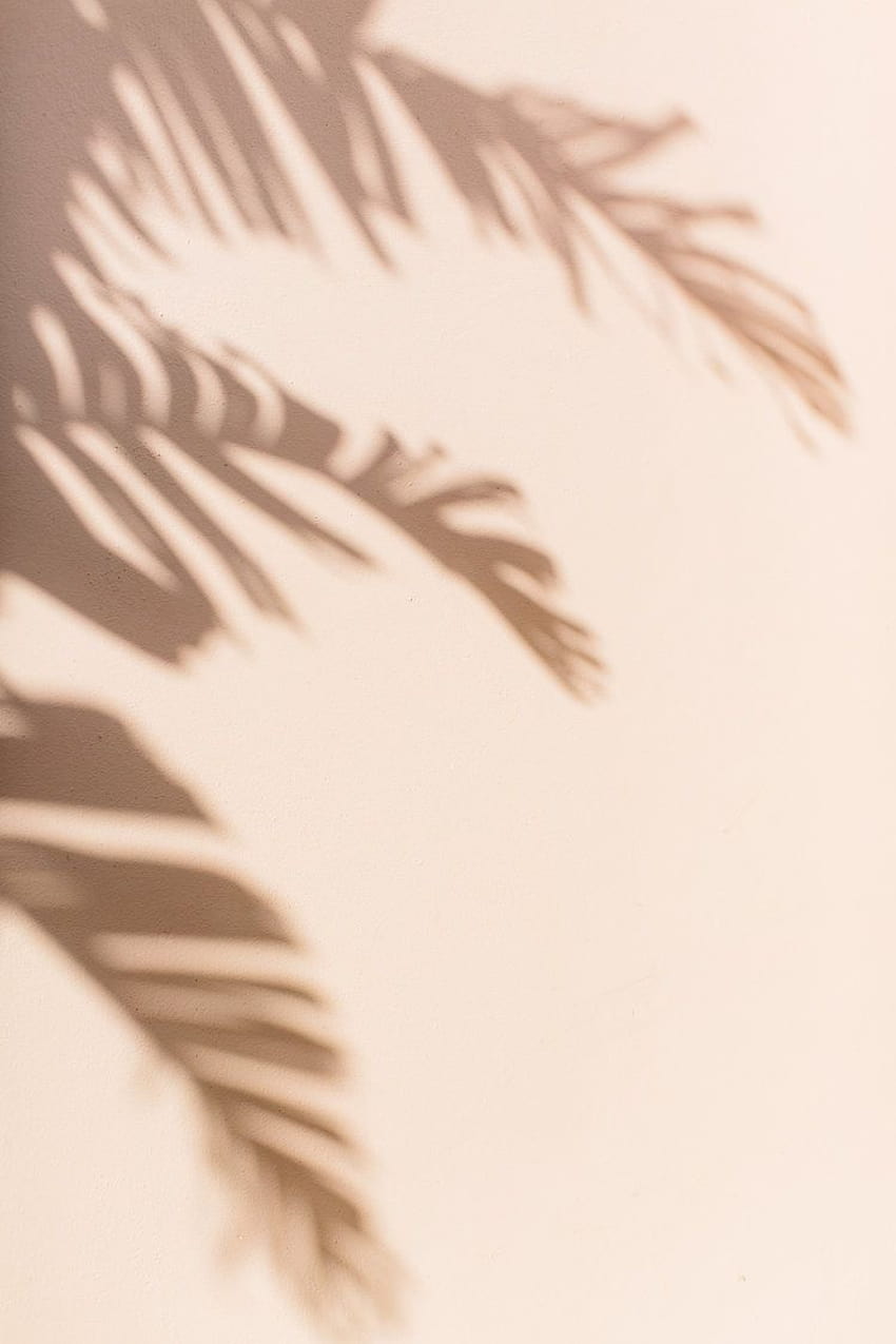 Palm Beach Travel Guide, beige summer HD phone wallpaper