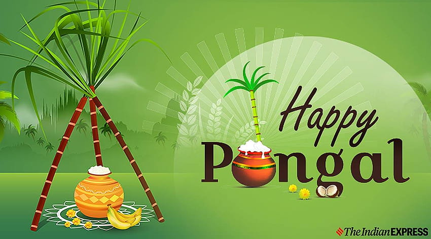 Happy Pongal 2020: 소원, 인용문, 상태, SMS, 메시지, GIF , 타밀어 인사말, 텔루구어, 퐁갈 축제 HD 월페이퍼