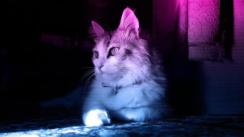 Cat, Neon / and Mobile Backgrounds, neon cats HD wallpaper | Pxfuel
