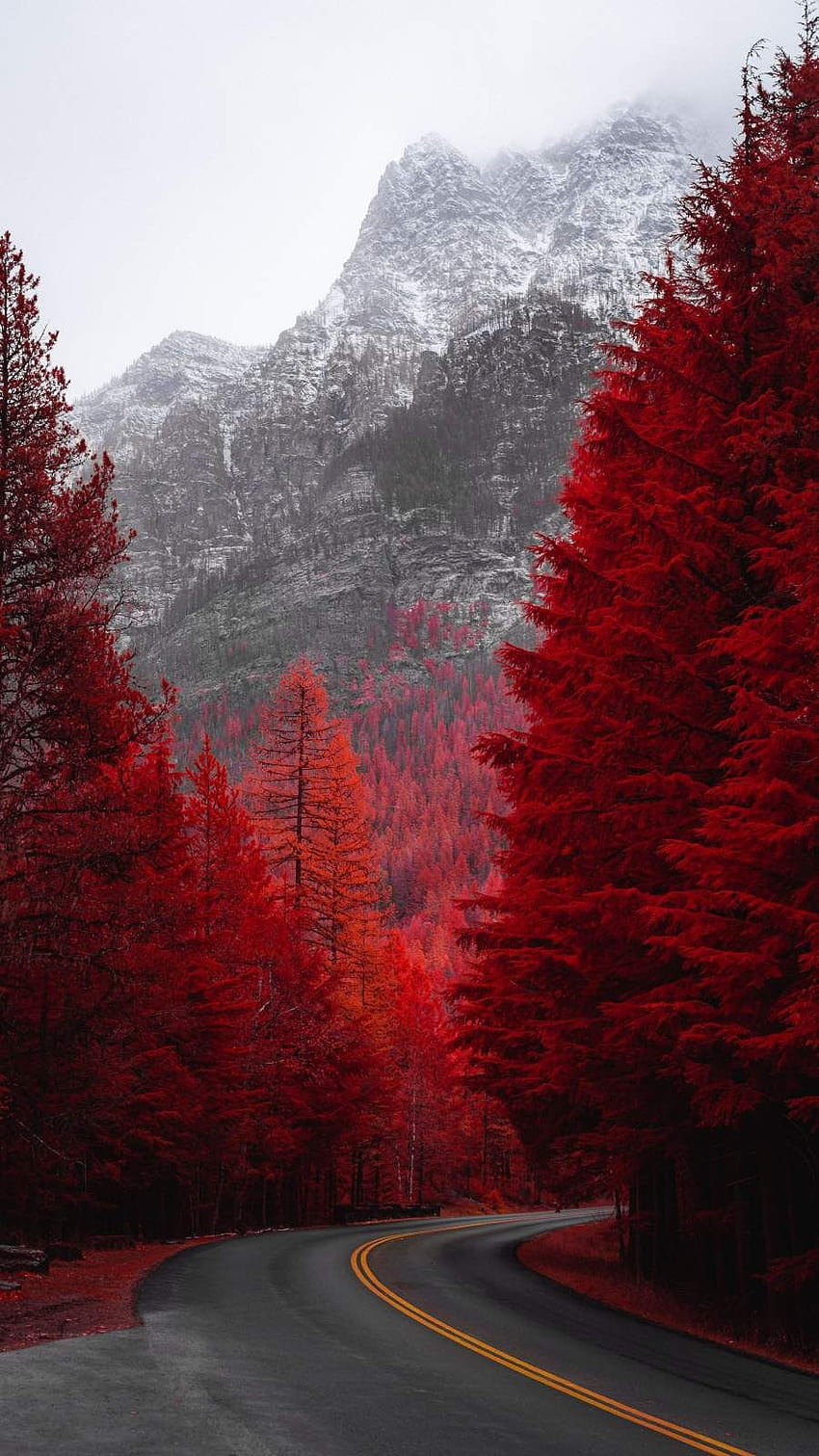 IPhone Red Forest Road terbaru, iphone alam merah wallpaper ponsel HD