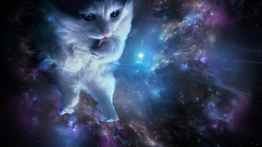 Cats in Space, space kitty HD wallpaper