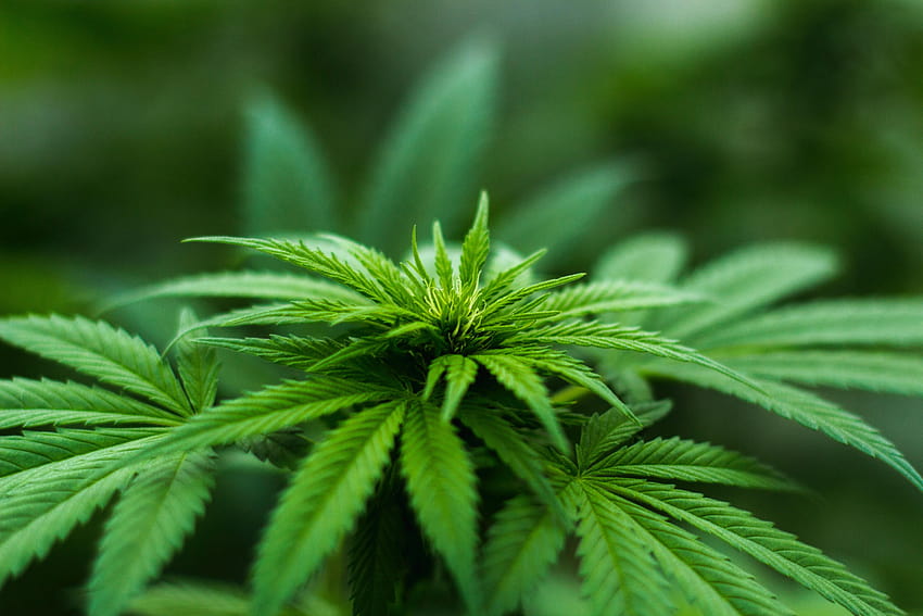 Shallow Focus graphy of Cannabis Plant · Stock, cannabis tumblr HD wallpaper