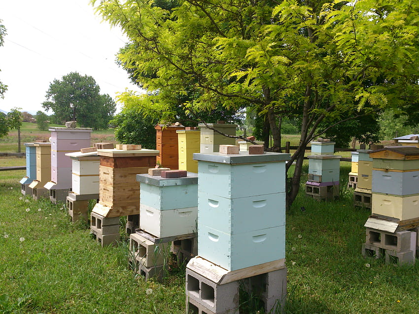 Обществените пчелини променят играта на градско пчеларство HD тапет
