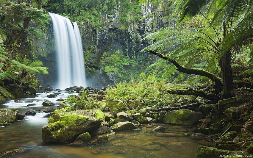 Rainforest Waterfall HD wallpaper