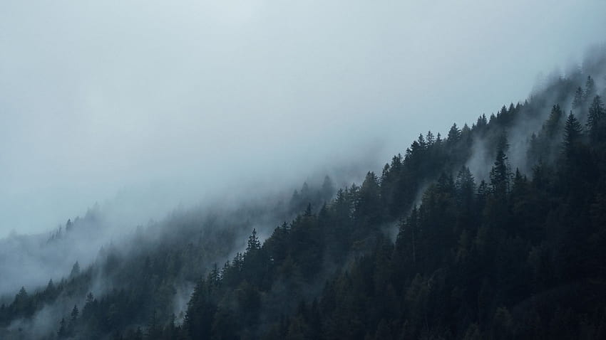 Natura Paesaggio Alberi Foresta Montagna Nebbia Nebbia nebbiosa scura, graphy della montagna della foresta della nebbia Sfondo HD