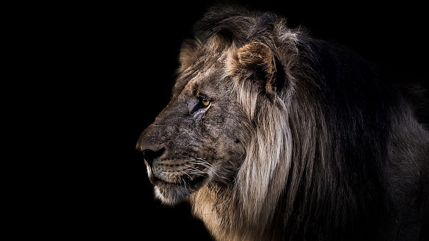 Lions Head Animals Black Backgrounds 2048x1152, Lion In Black 