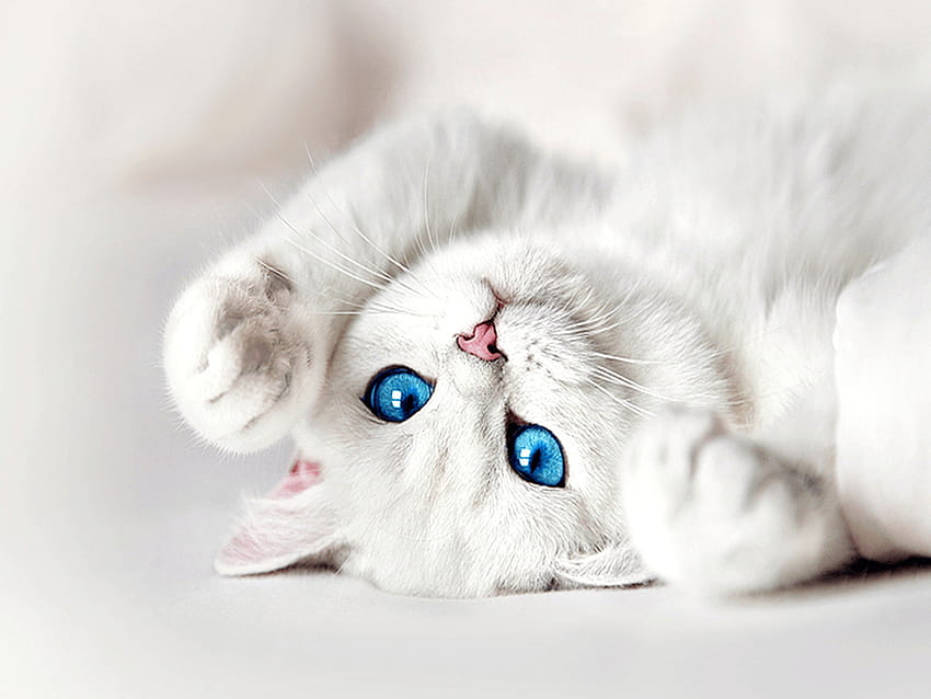Бяла котка, котка със сини очи HD тапет