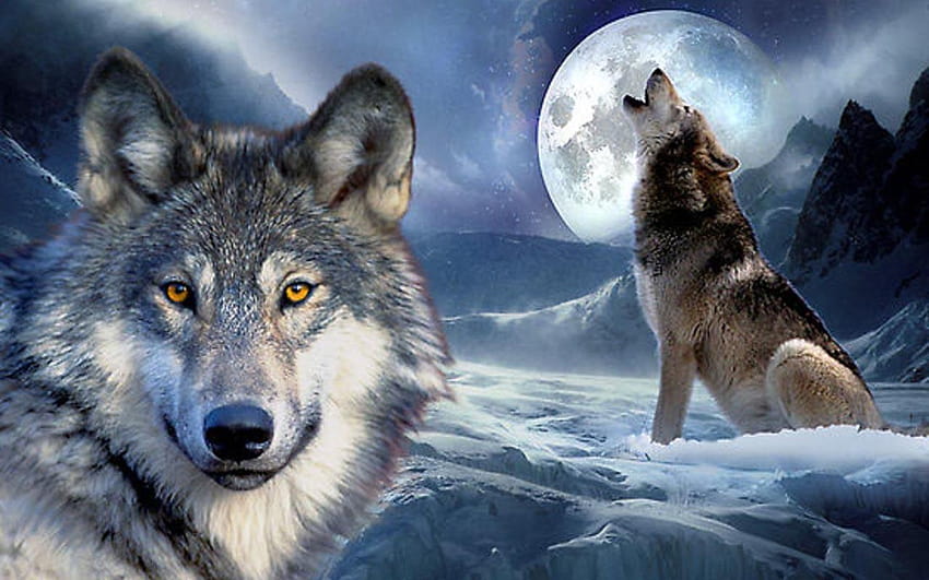 Dù giờ đây chúng ta không còn có được những chú sói hoang dã trong tự nhiên, nhưng vẫn còn nhiều hình ảnh sói ấn tượng và đầy ấn tượng để bạn khám phá.