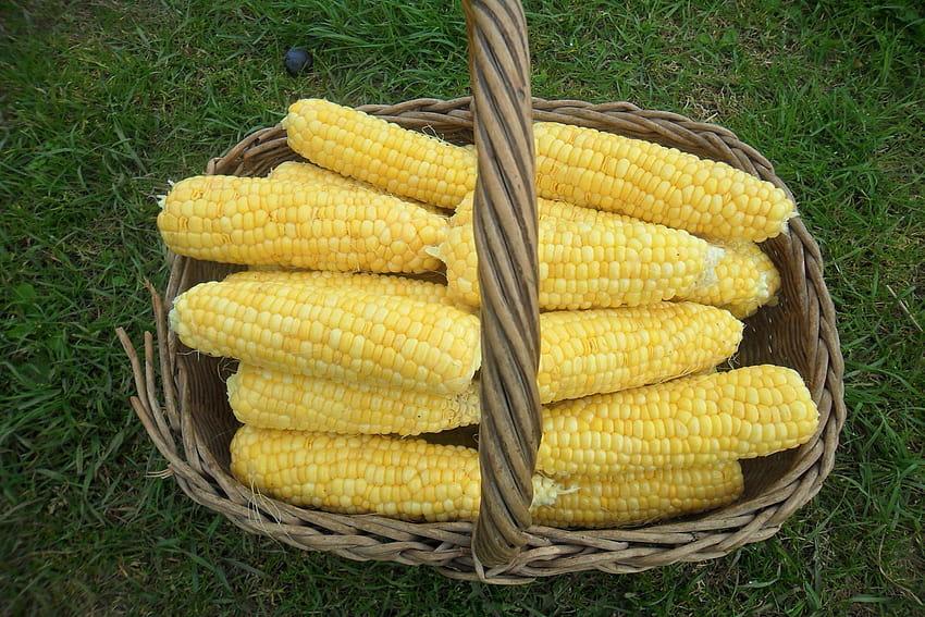 sweet corn HD wallpaper