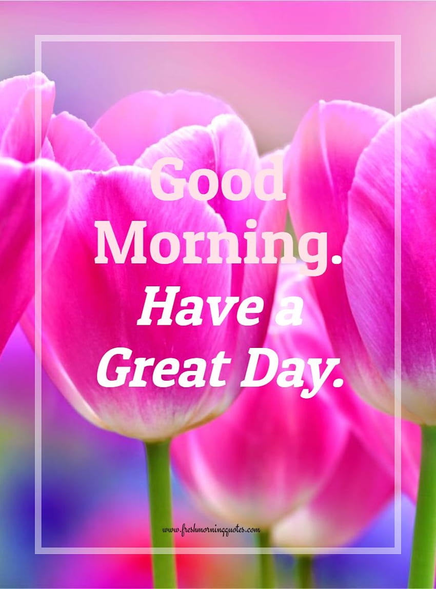 Good Morning Tulip Flower, morning flowers HD phone wallpaper | Pxfuel