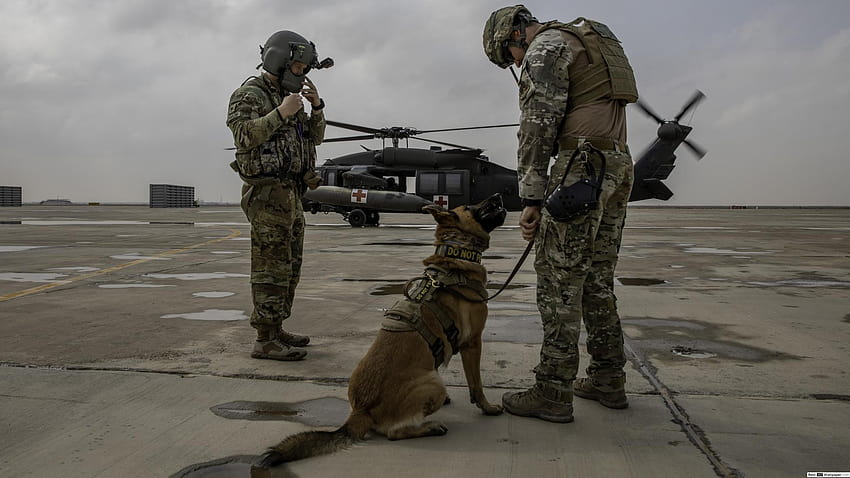 Military Working Dog, army dog HD wallpaper