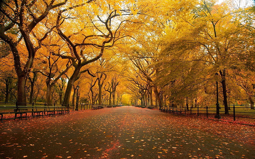 Stati Uniti, New York, New York City, Central Park in autunno Sfondo HD