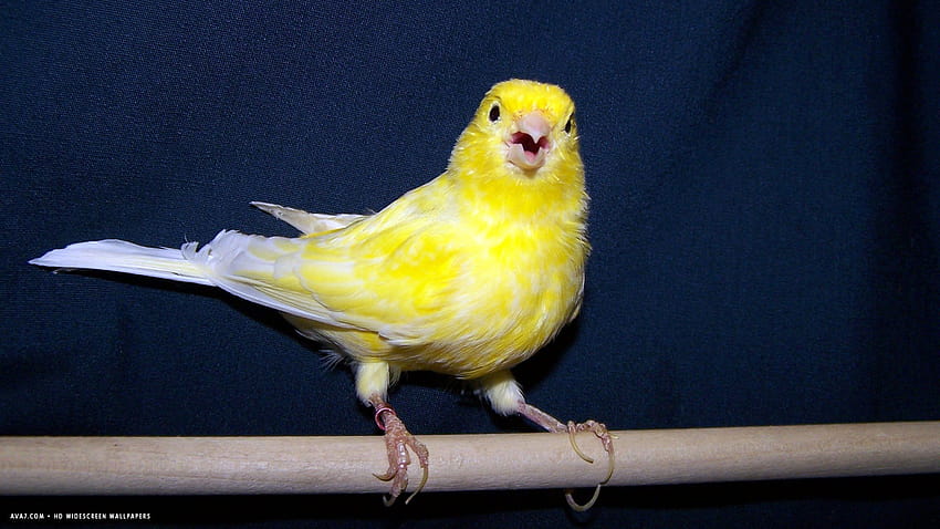 kanarya şarkı söyleyen sarı kuş geniş ekran / kuşlar arka planlar HD duvar kağıdı